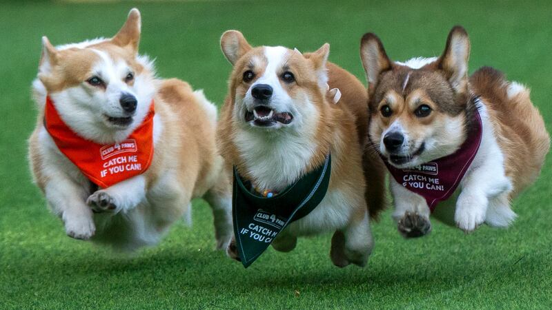 Corgis run, bark and sniff their way to glory at a growing international race