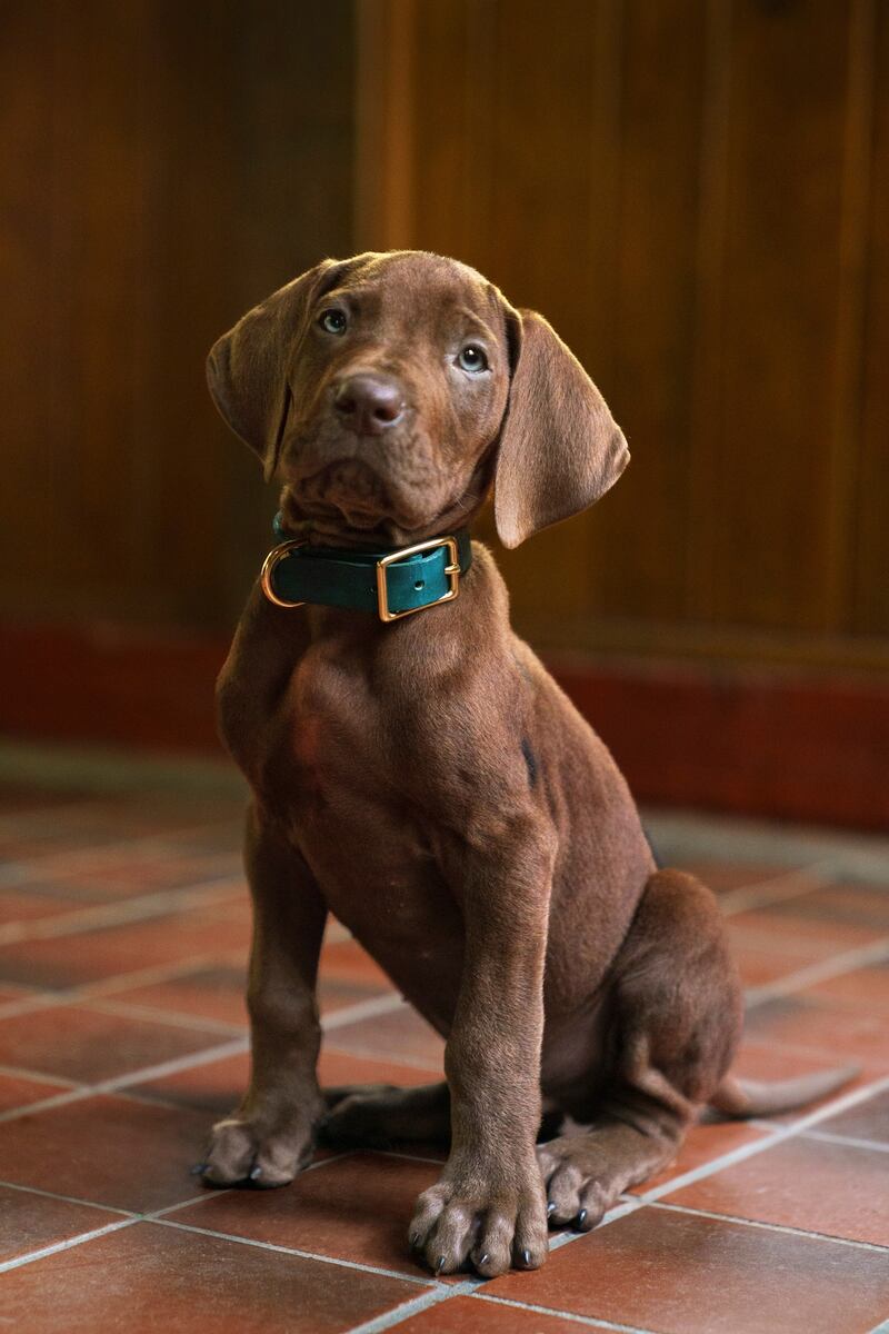 Scooby-Doo