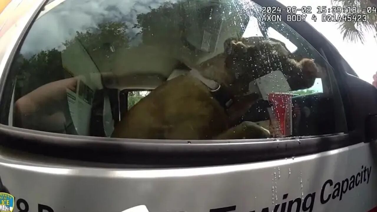 Dog in U-Haul