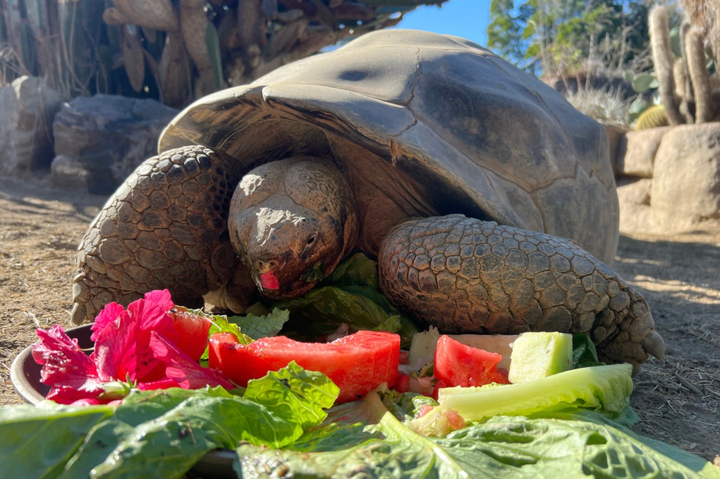 Gramma, a Galapagos tortoise